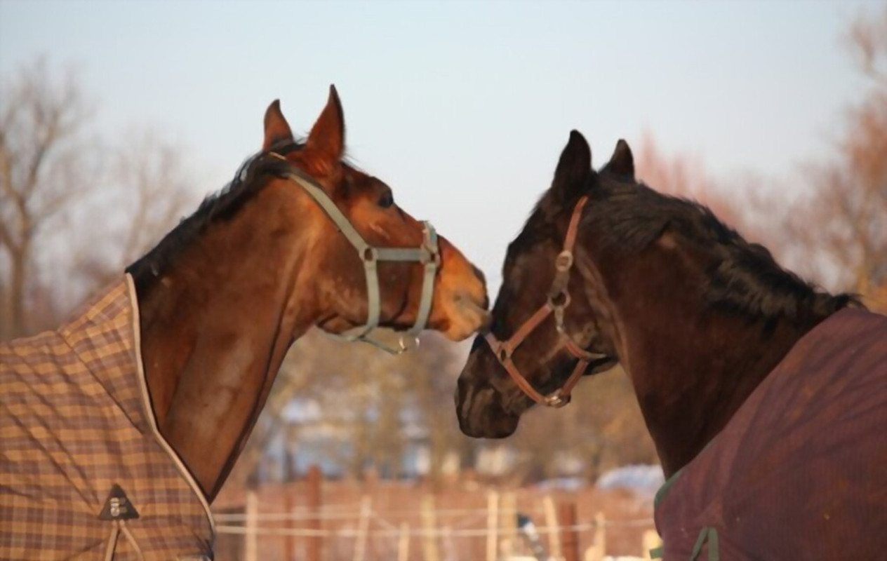 horse rugs