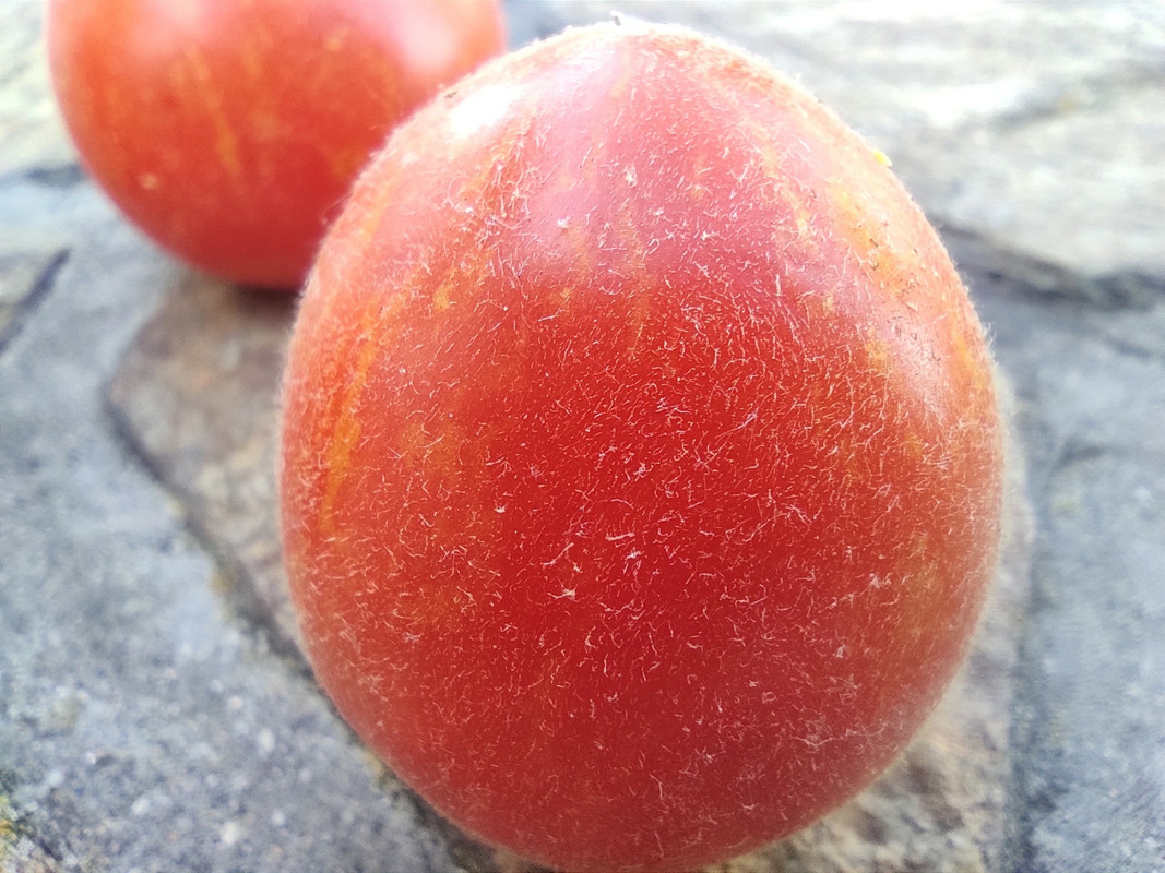 547437964_24568364692782565_7869586557148748931_n