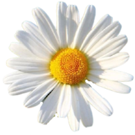 oie-transparent-15