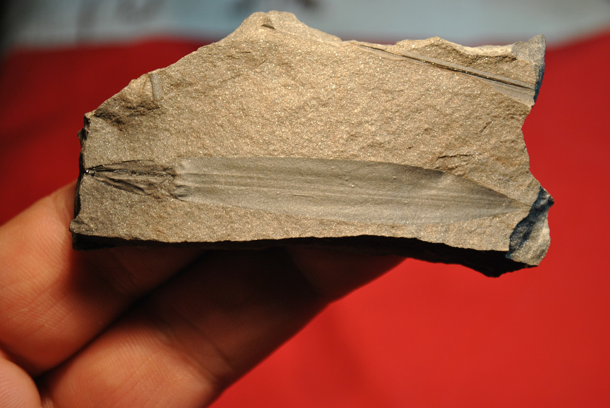 Sigillariostrobus ou Lepidostrobus DSC-0059