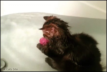 Amazing-Kitten-GIF-Little-guy-enjoying-his-time-in-the-bath-tub-and-even-playing-with-his-toy-ok.gif