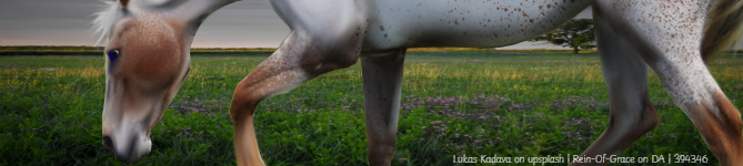 STABLE-BANNER-AUCTION-APP.png