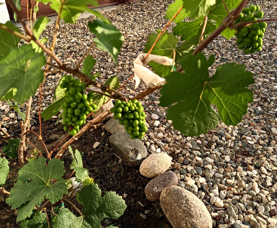 Пино Нуар_20240612_183350