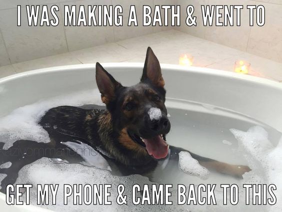 Dog Humor #3