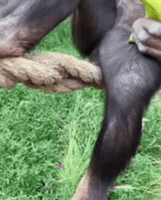 monkey-tree.gif