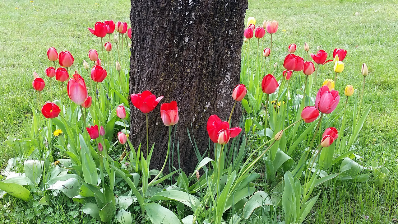 [Image: tulip.jpg]