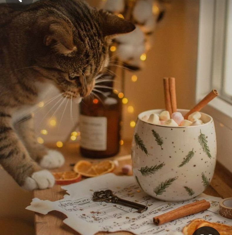 Screenshot_20231122_214050_Pinterest