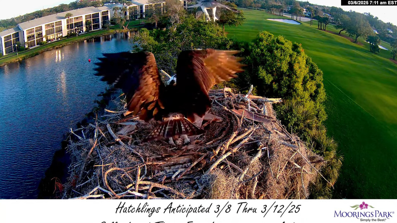 2025 Moorings Park Osprey tiešraides straume Naples, FL 12-52-7 screenshot