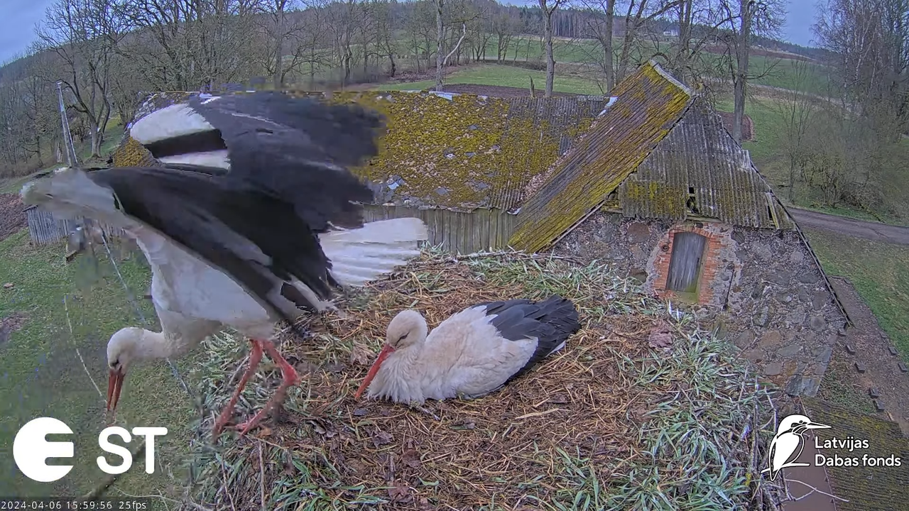 Baltie stārķi (Ciconia ciconia) Tukuma novadā - LDF tiešraide __ White storks in Tukums, Latvia 13-8