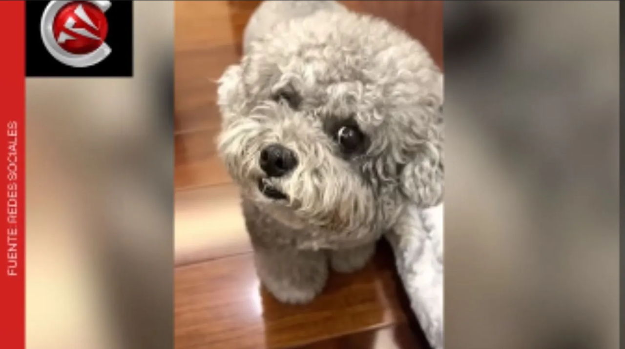 Tierno perrito se hace viral por el curioso modo en que pide comida
