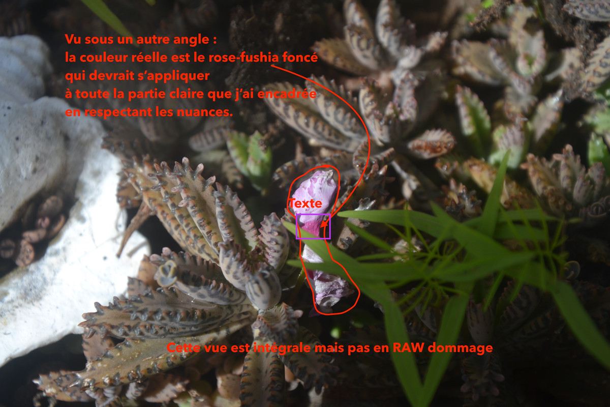 Plante curiosité 28mars2023 a