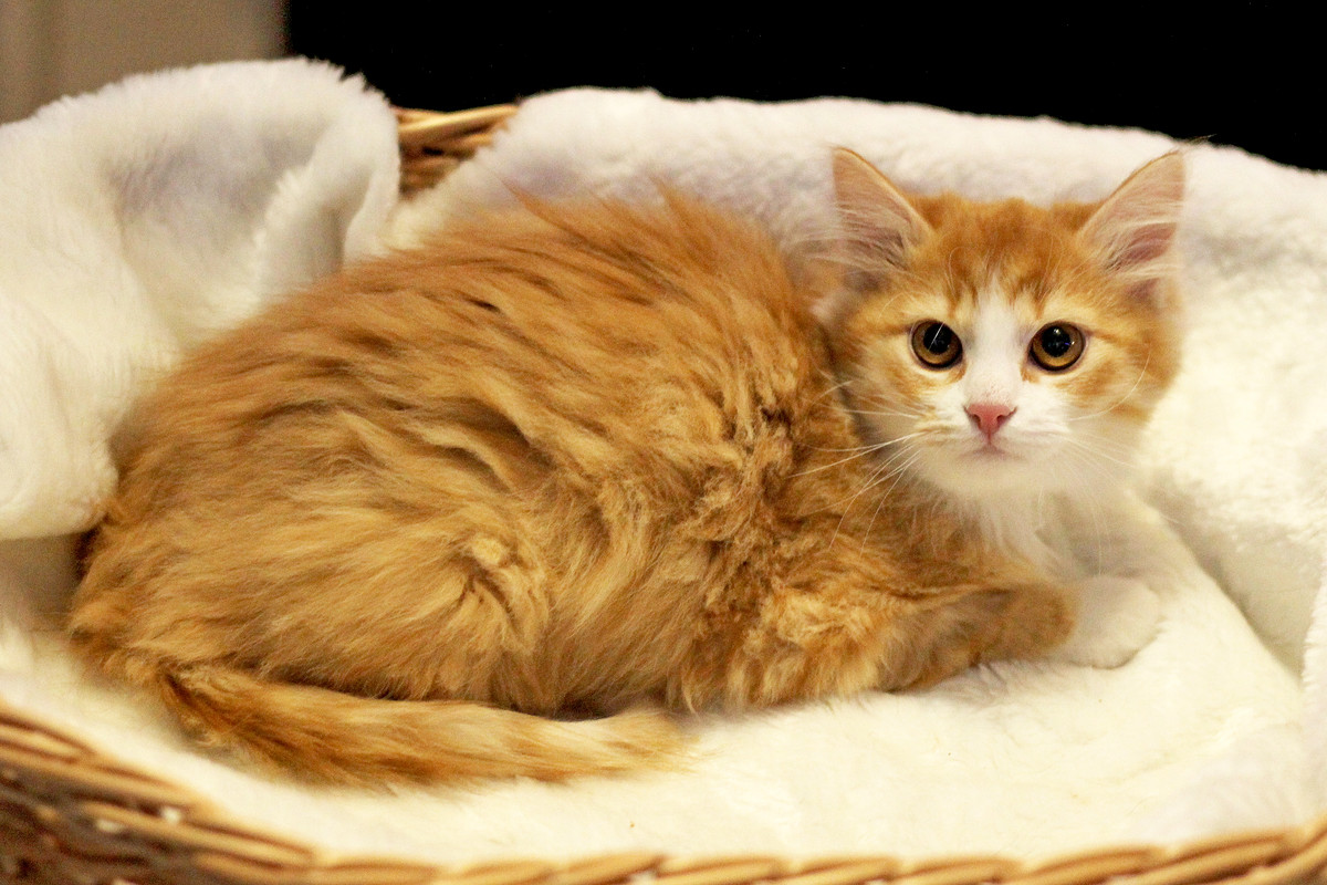 IMG_1221 — копия