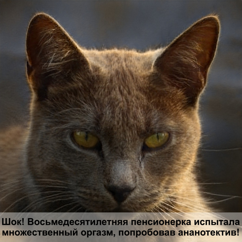 большие кошки черного окраса