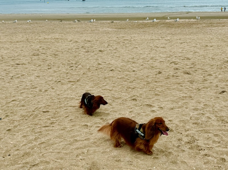 [Image: IMG-20240907-181812.jpg]