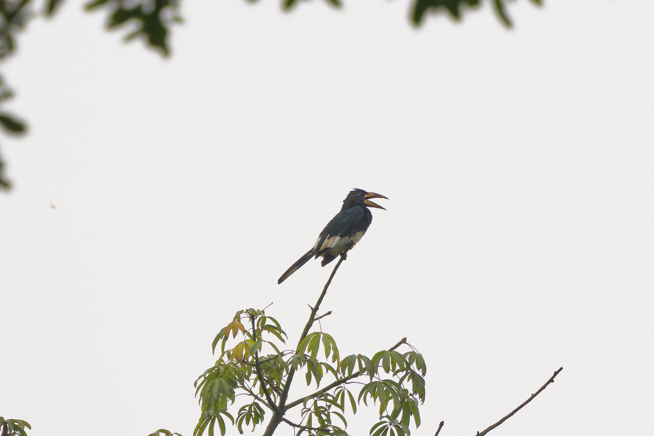 Piping Hornbill828 Dx O