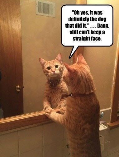 Cat Humor #8