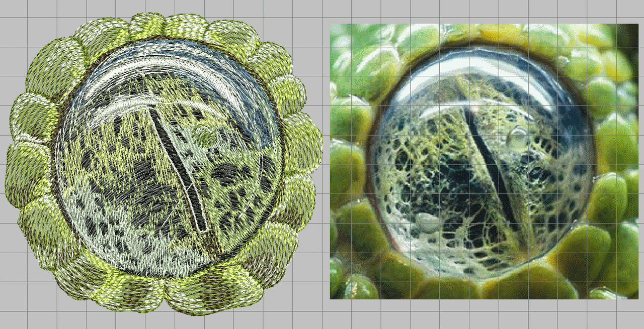 4 глаз  лягушки