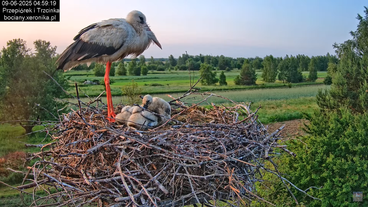 09062025bociany10