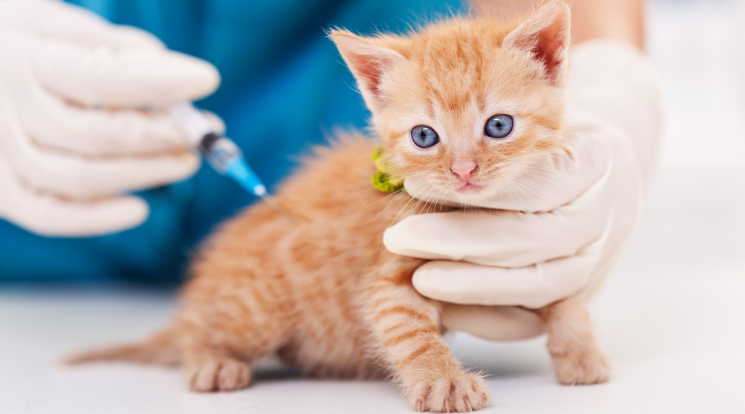 una persona con guantes vacunando a un gatito