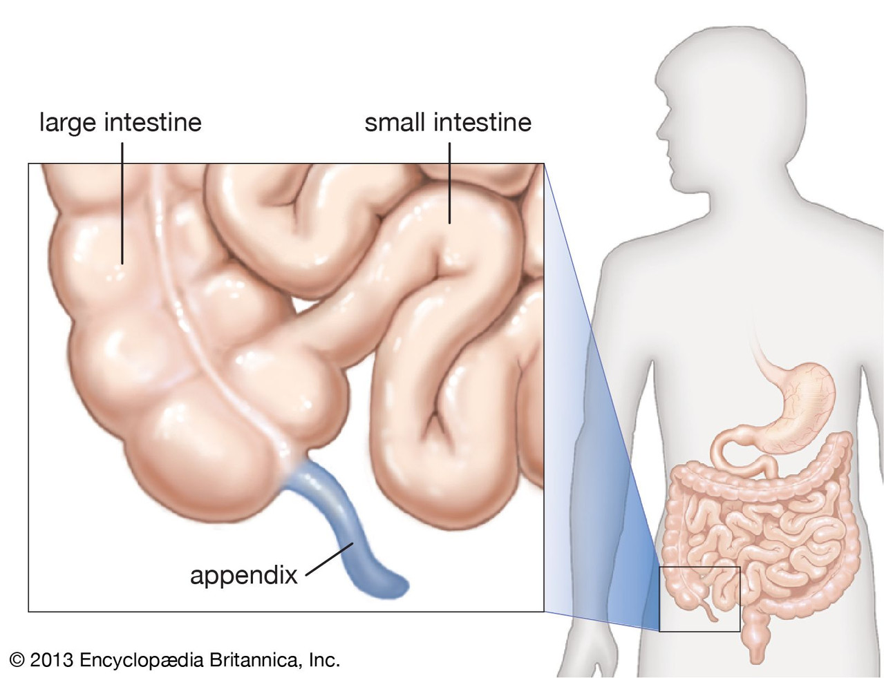 appendix end beginning intestine cecum
