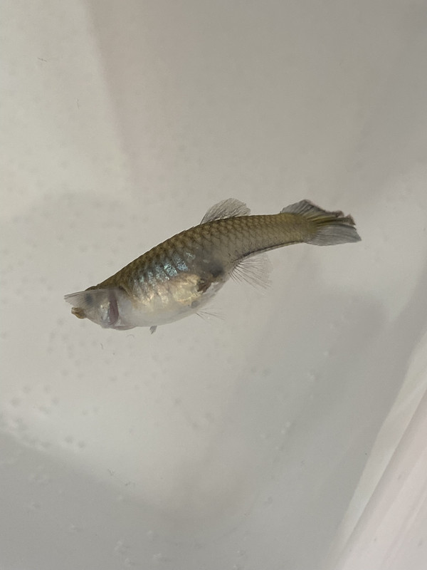 5ED86CE8-E433-4017-8CCE-7DC6008AF080