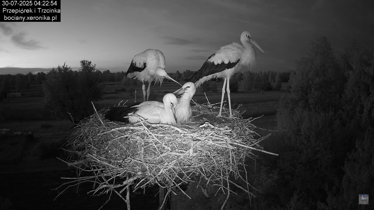 30072025bociany2