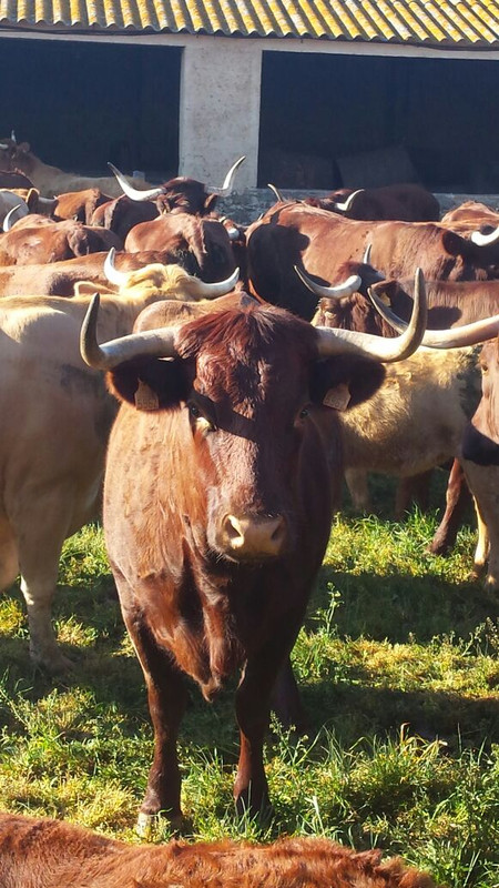 toros 008