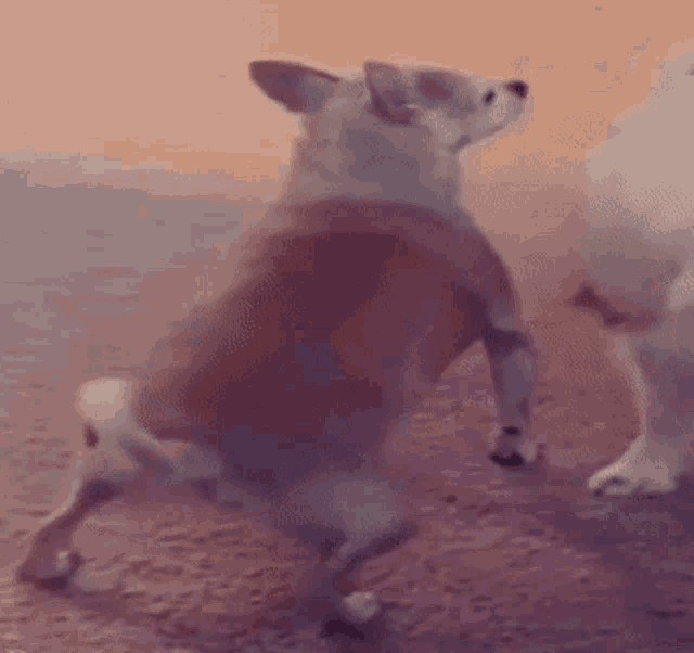 dog-twerk.gif