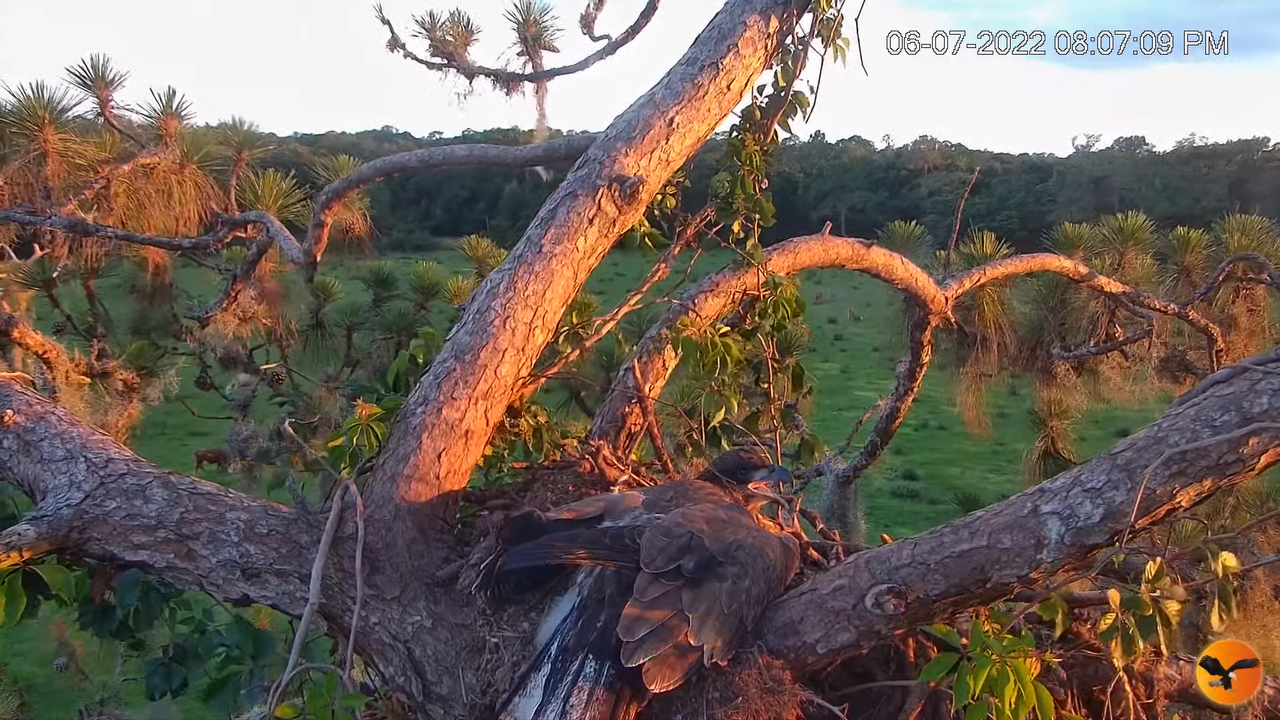 EC Nest Cam 5-29-4 screenshot (1)