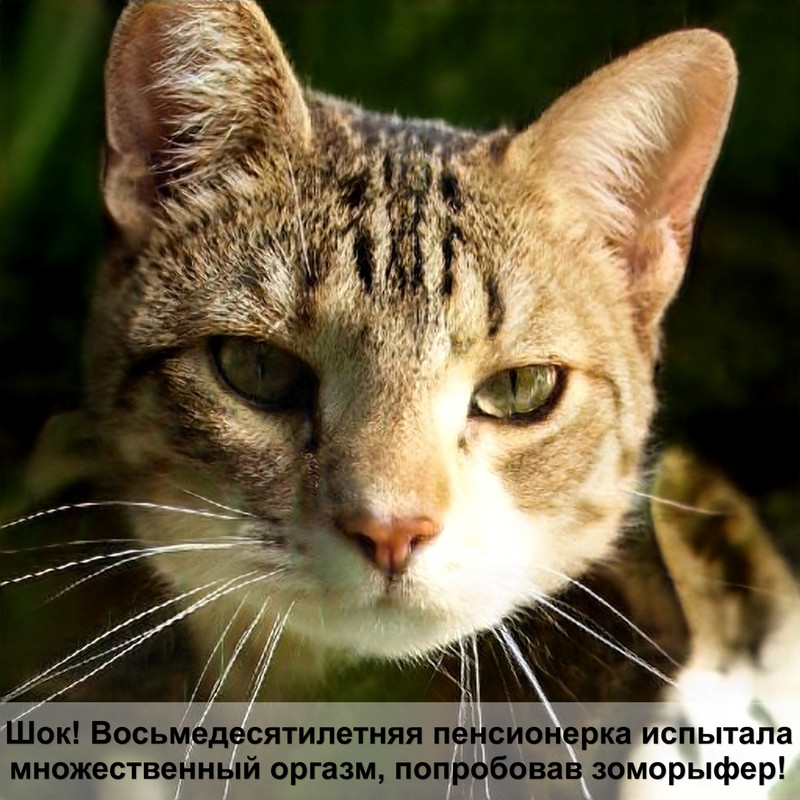 цвет окраса кошек