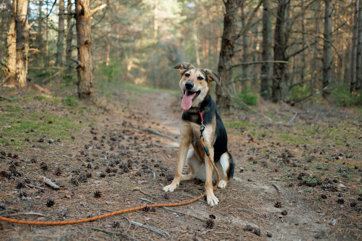 IMG-da21893bb20f3fe67ba7871fa31ea47d-V