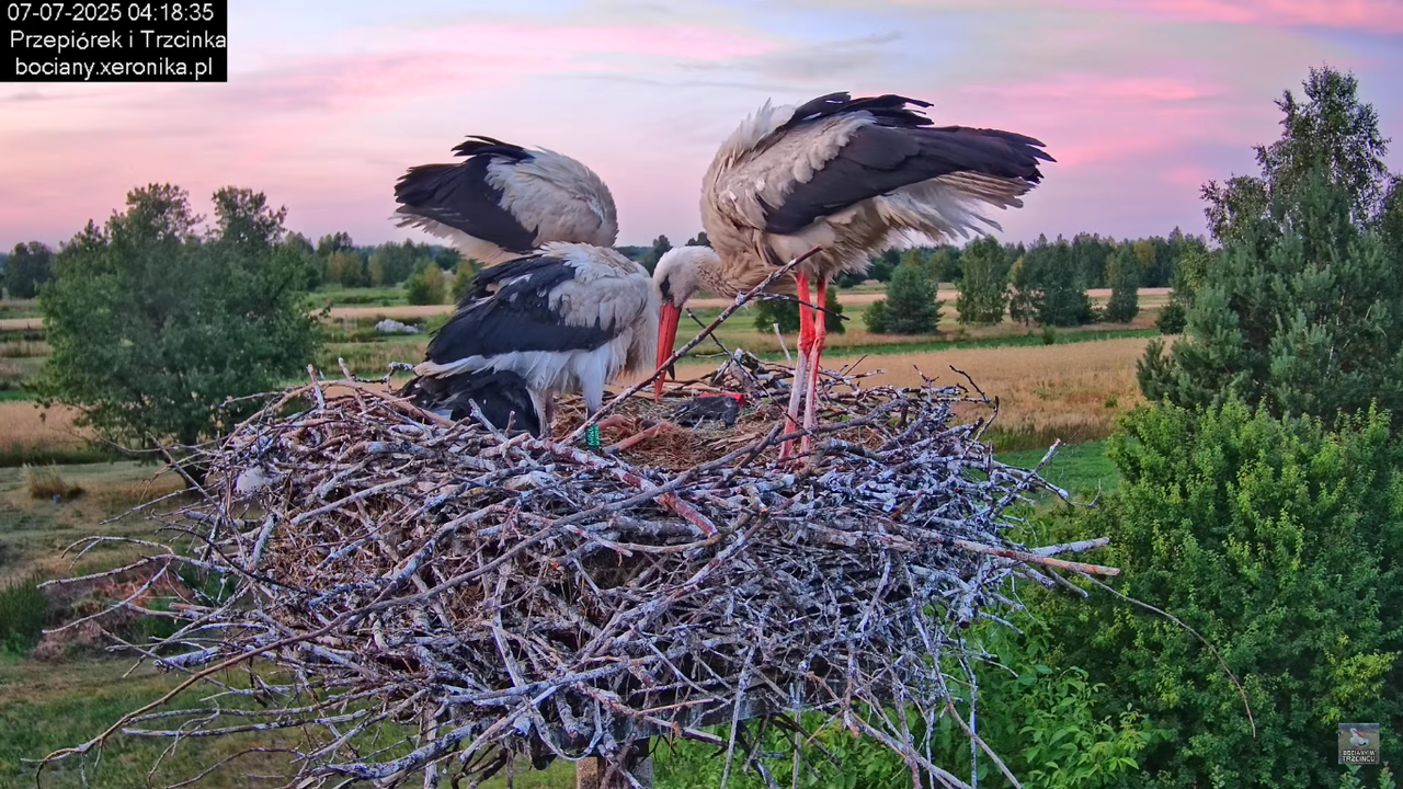 07072025bociany1