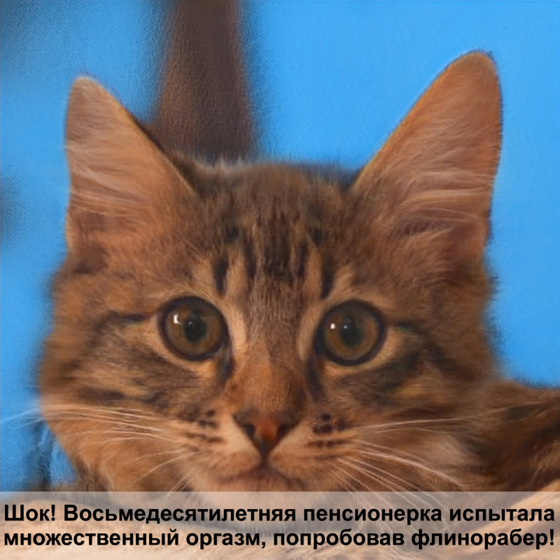 шотландский кот шоколадного окраса