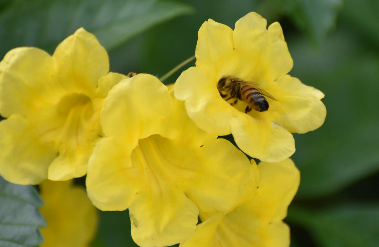 2017 07 16 Esperanza Bees (25)