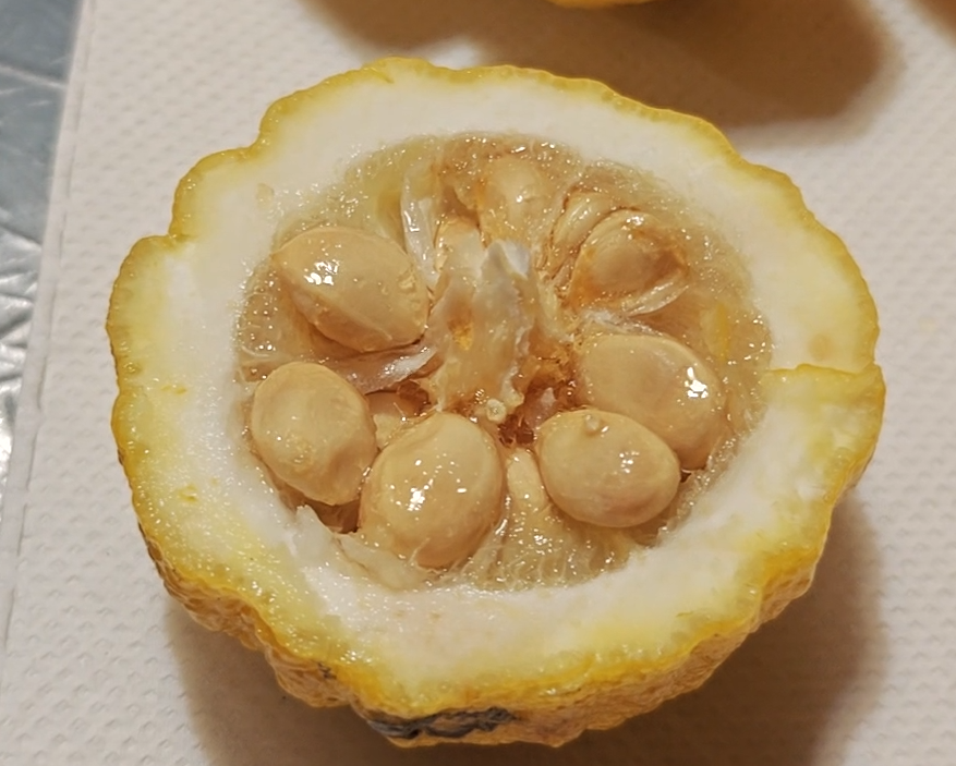 Citrus IVIA 358