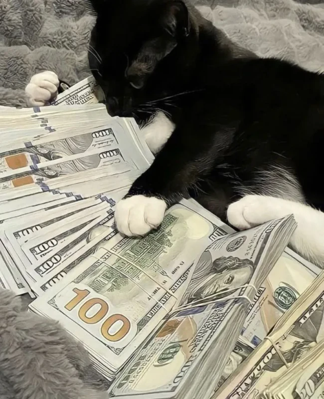catmoney1.webp