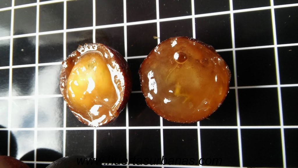 huertasurbanas_com_20181109_091847Myrciaria_sp_paraguay_cerrado-