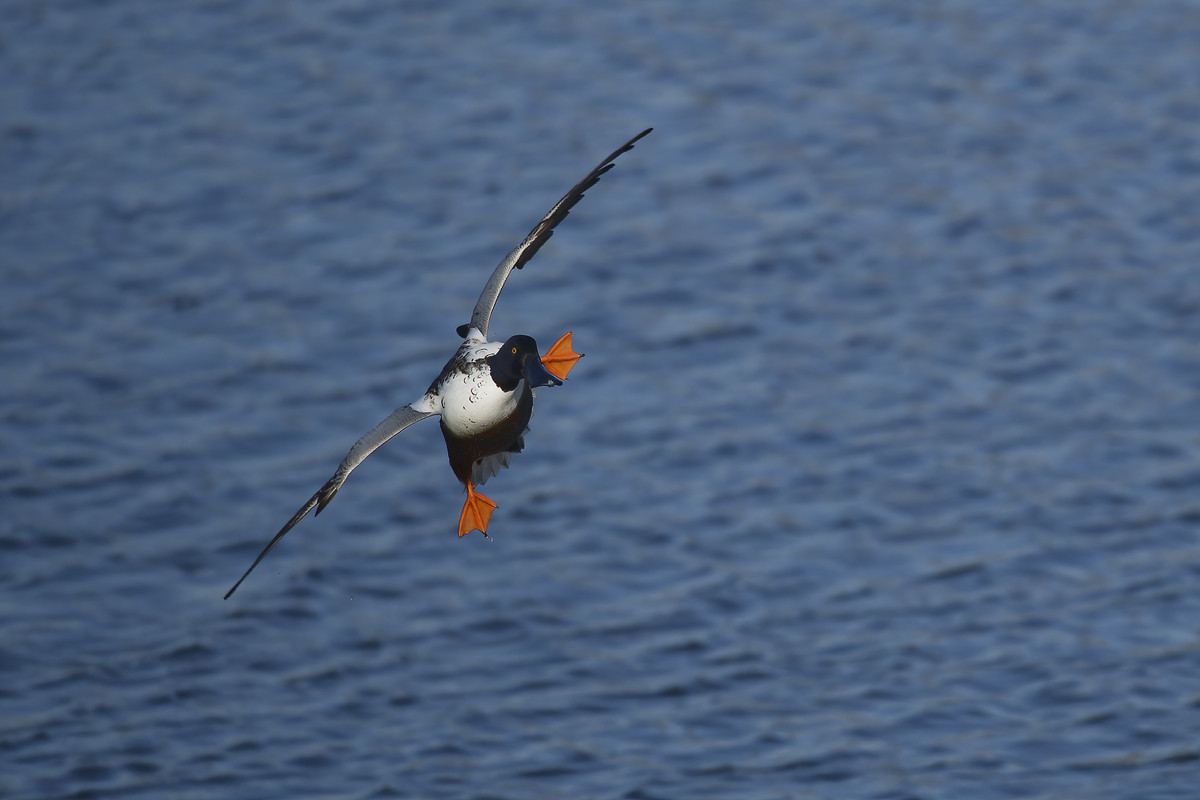 _D9A9597_DxO-DeNoiseAI-standard