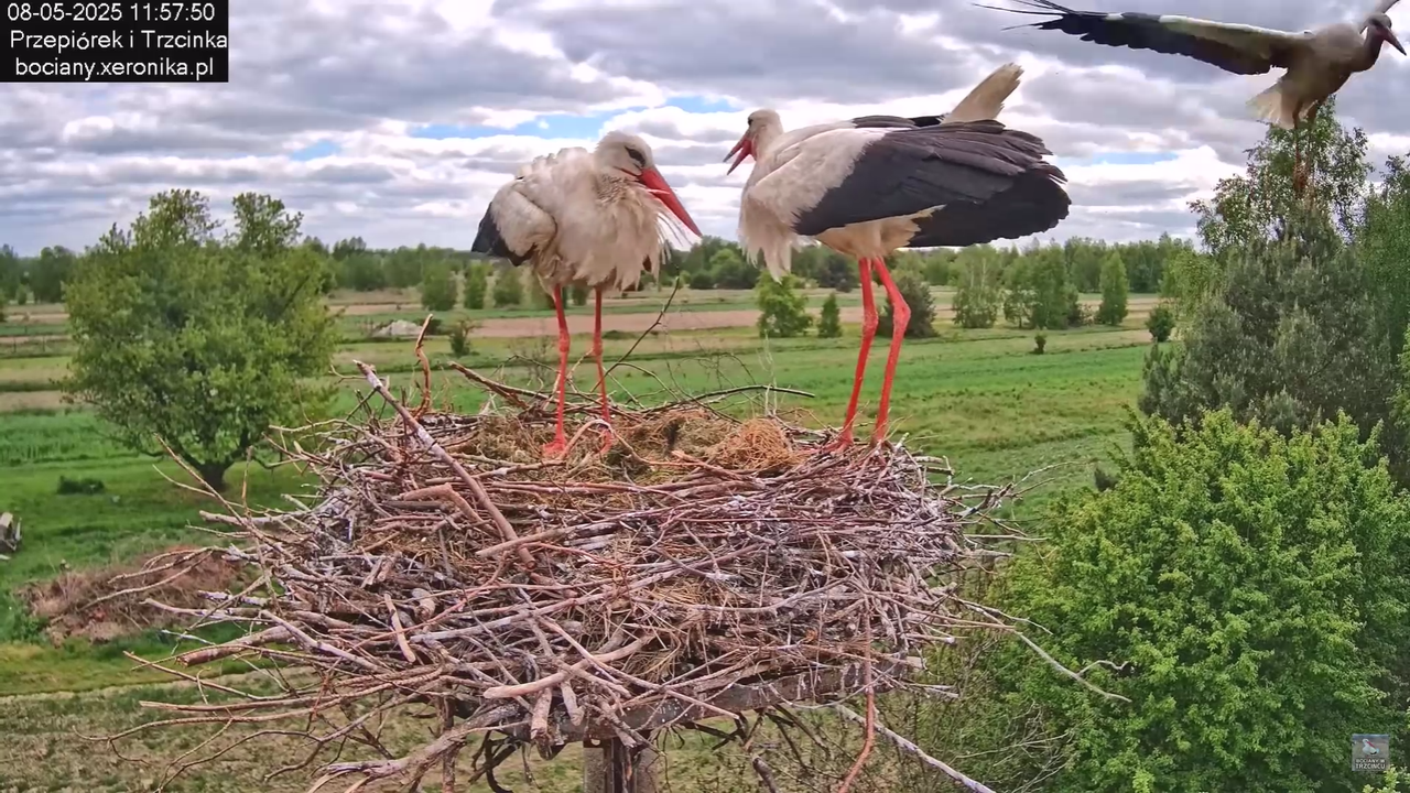 08052025bociany21