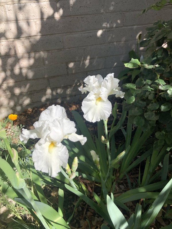 A4C086AB-FE76-489E-A7BE-7CAE55E7F511_1_105_c