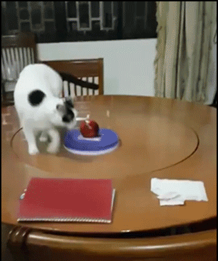 Funny-Cat-GIF-Poor-cat-trying-to-exercise-on-turning-table-but-it-is-not-easy-haha-ok-cats.gif