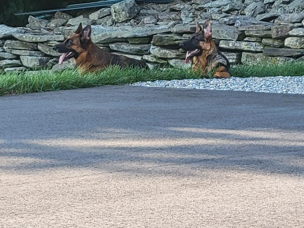 Callie & Koda3 7-30-2024