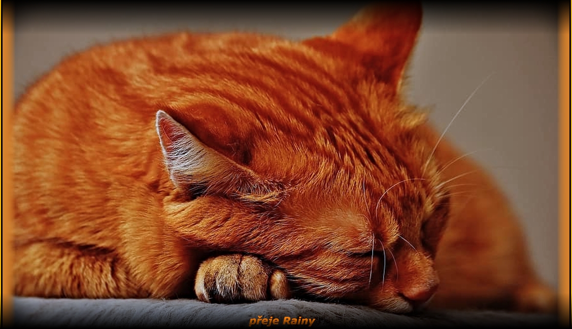 cat-red-sleep-cute-mackerel-tiger-sweet-cuddly-animal-1.jpg