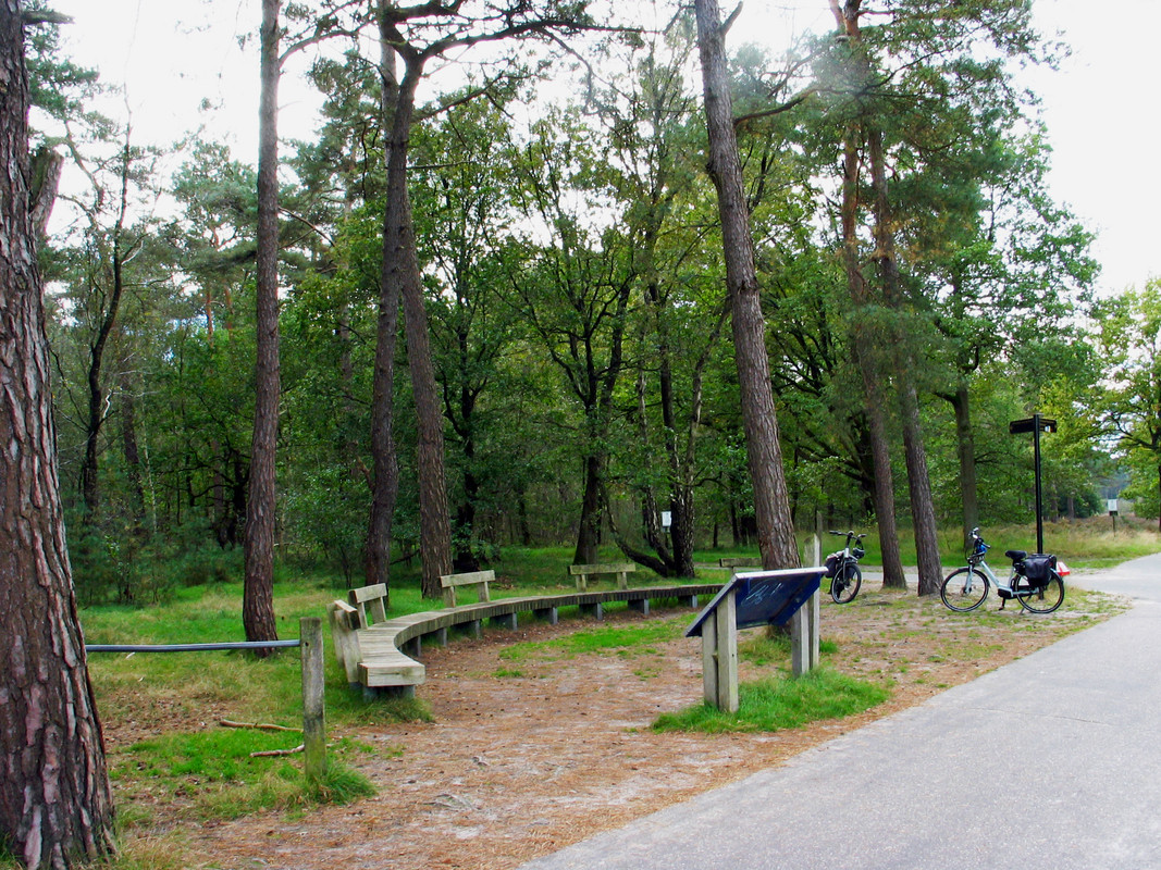 houtkap amerikaanse eik loon op zand  (11)
