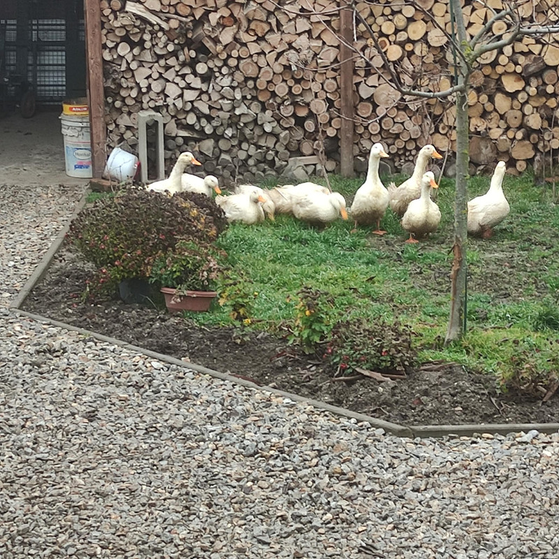 604518002 1192317429106246 7253250354452116373 n