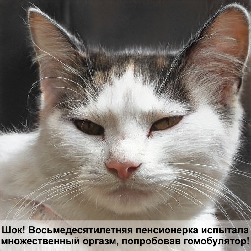 стрижка британских кошек