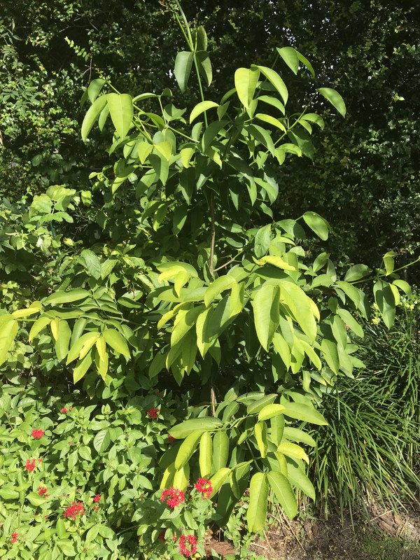 SeashoreMangosteen112018