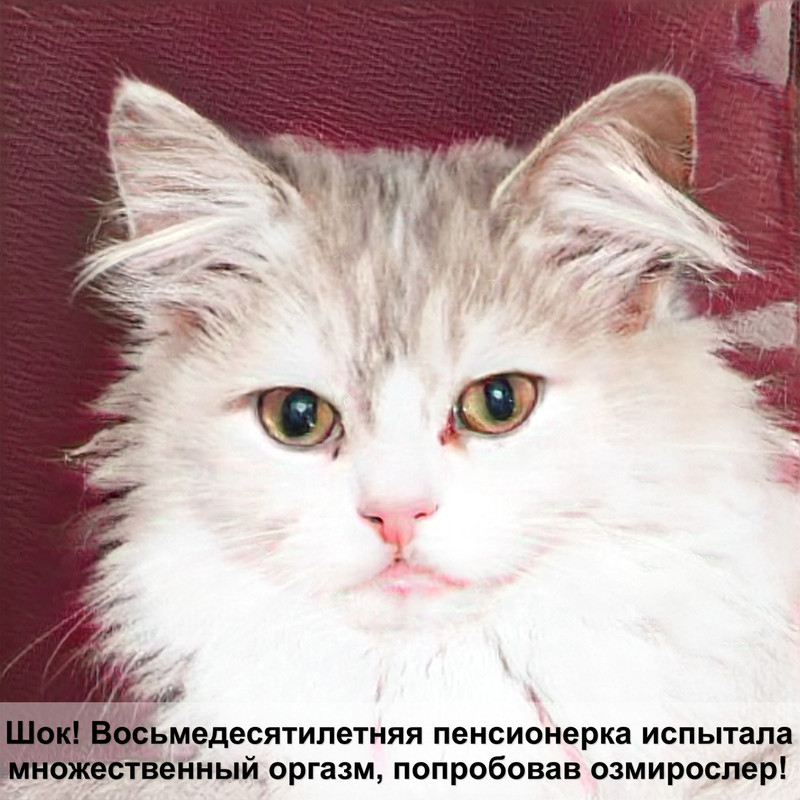 сколько стоит абиссинская кошка