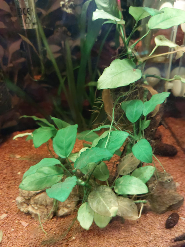 Anubias foglie trasparenti e gialle - Forum acquariofilia facile:  allestimento e gestione facile dell' acquario, tutto sui pesci tropicali