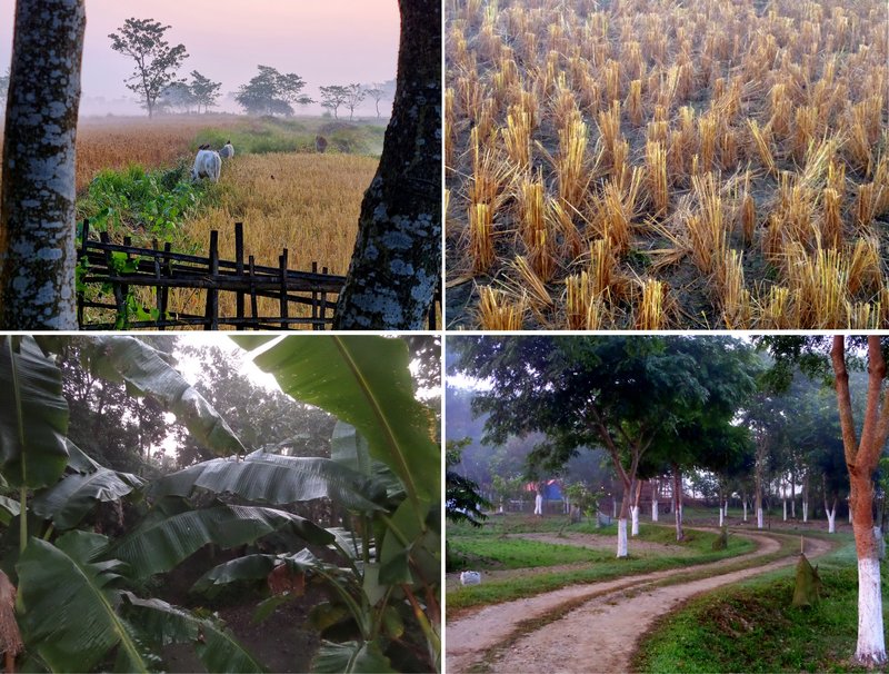 Safari por el Parque Nacional de Kaziranga (Assam) - INDIA: Bambú, gurú y bodorrio hindú (6)